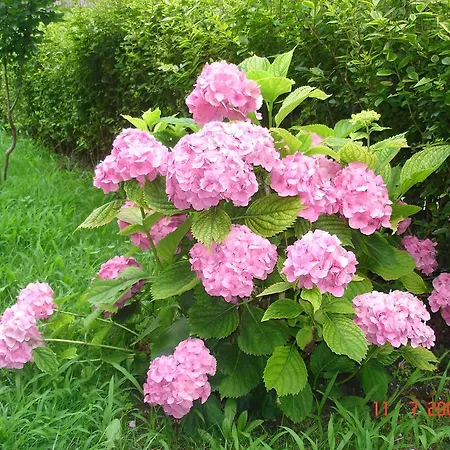 Hotel Friends Family Slantchev Briag